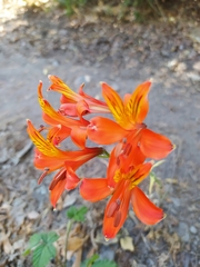Alstroemeria ligtu simsii