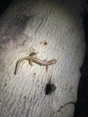 Eurycea guttolineata