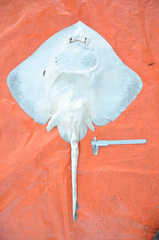 Bathyraja albomaculata