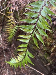 Asplenium polyodon
