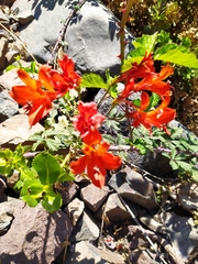 Alstroemeria ligtu simsii