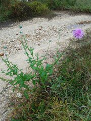 Cirsium texanum