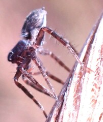 Lycosoidea