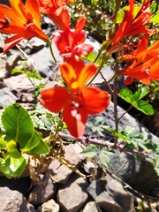 Alstroemeria ligtu simsii