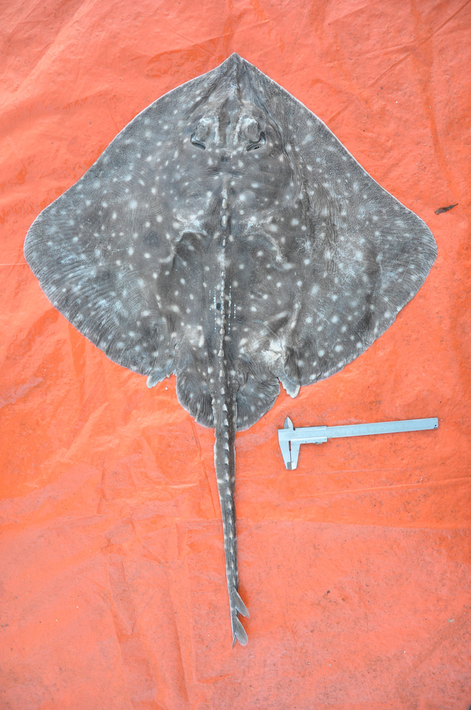 Whitedotted Skate