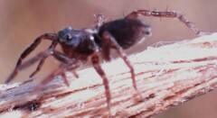 Lycosoidea