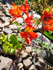 Alstroemeria ligtu simsii