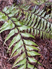 Asplenium polyodon
