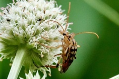 Strangalia luteicornis