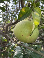 Citrus paridisi