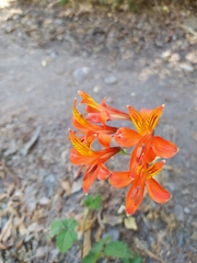 Alstroemeria ligtu simsii