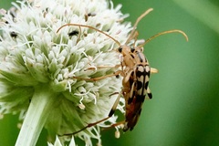 Strangalia luteicornis