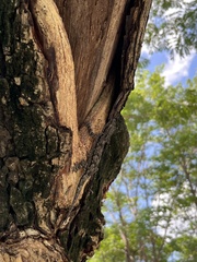 Hemidactylus leschenaultii