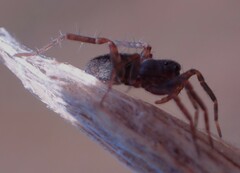 Lycosoidea