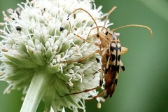 Strangalia luteicornis