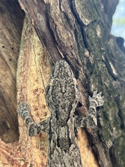 Hemidactylus leschenaultii
