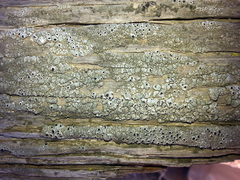 Pseudothelomma occidentale