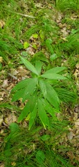 Lilium michiganense