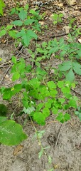 Aquilegia canadensis