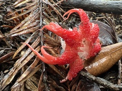 Aseroe rubra