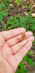 Aquilegia canadensis