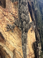 Hemidactylus leschenaultii