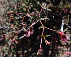 Hermannia verdoorniae