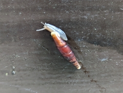 Phaedusini