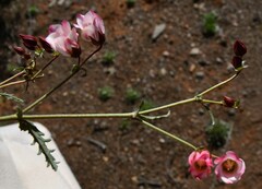 Hermannia verdoorniae