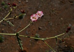 Hermannia verdoorniae