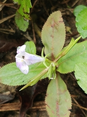 Bonnaya ruelloides