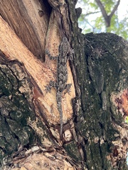 Hemidactylus leschenaultii