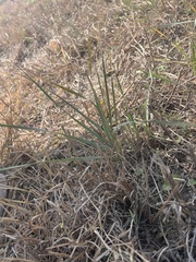 Elymus smithii