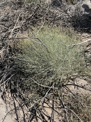 Bebbia juncea aspera