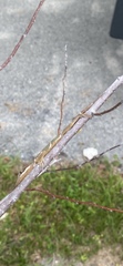 Anolis equestris