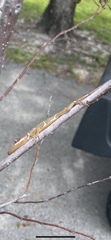Anolis equestris