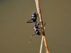 Myrmophyma