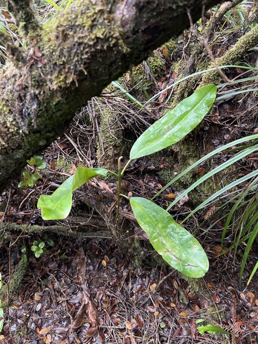 Melicope puberula