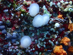 Distaplia occidentalis