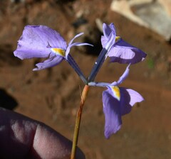 Moraea grandis