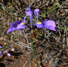Moraea grandis