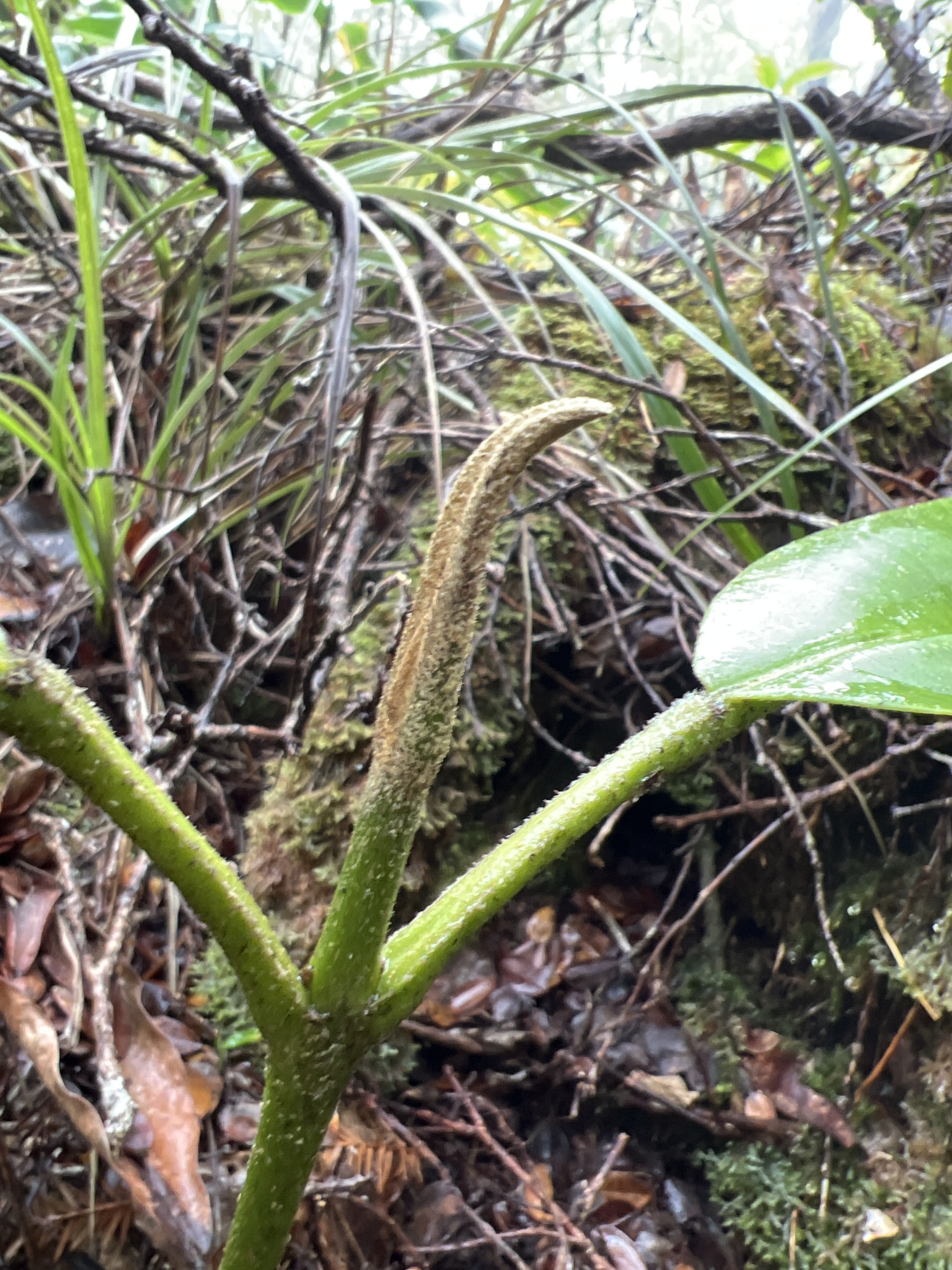 Melicope puberula