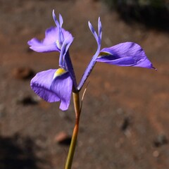 Moraea grandis