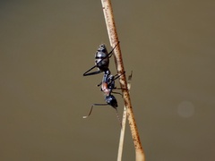 Myrmophyma
