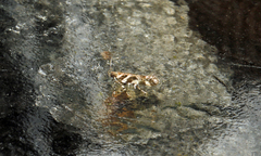 Aristotelia roseosuffusella