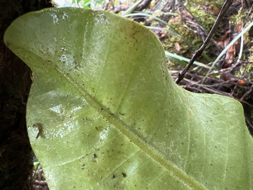 Melicope puberula