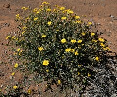 Osteospermum sinuatum