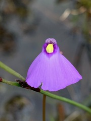 Utricularia barkeri