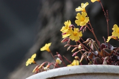 Oxalis spiralis
