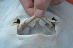 Bathyraja albomaculata